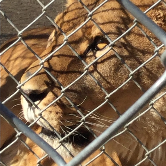 Meet your Posher, Isaiah - Picture 2 of 12